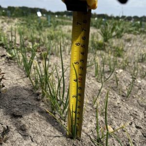 Babi gyöngyhagymák 2