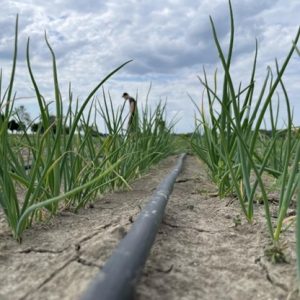 Babi gyöngyhagymák